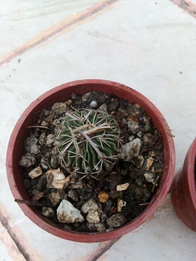 Stenocactus pentacanthus flower