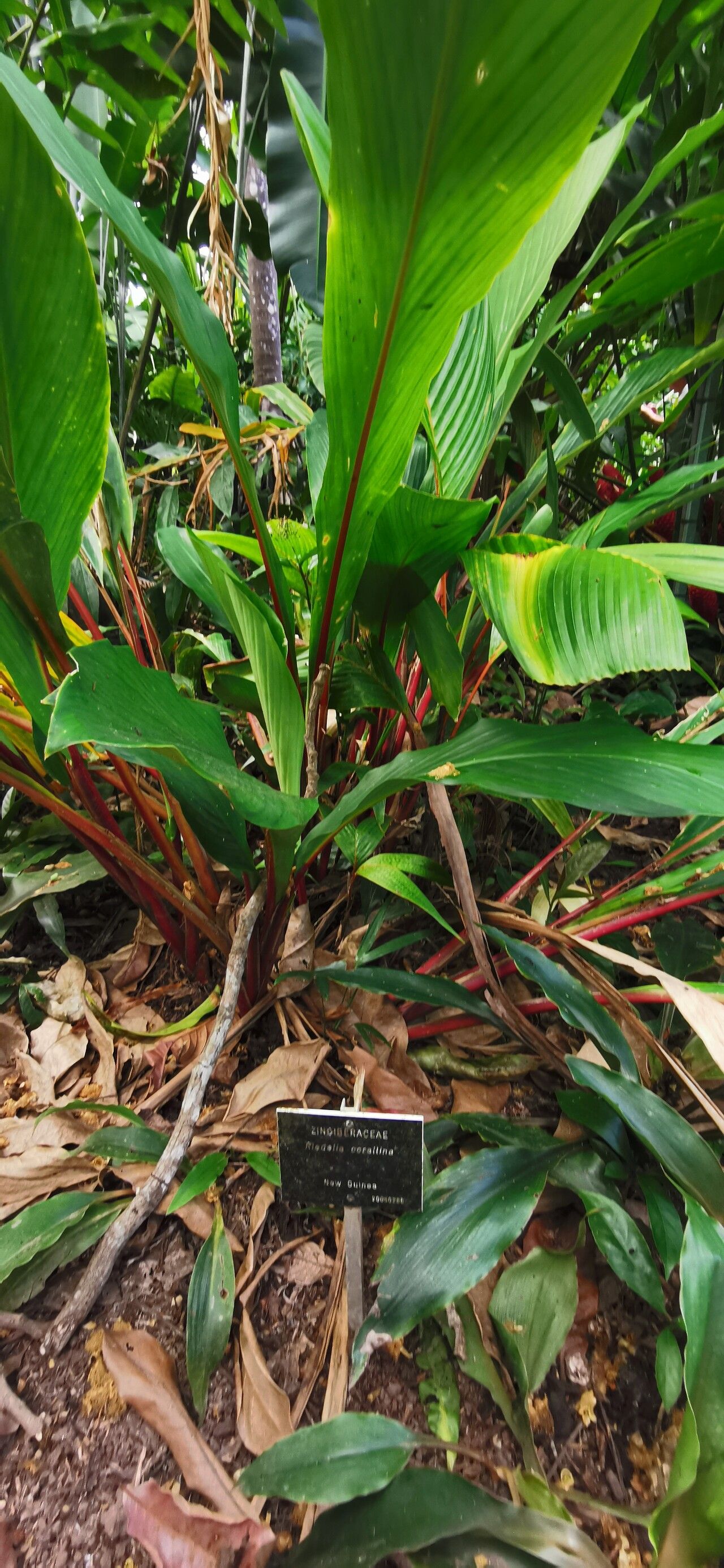 Riedelia corallina — houseplant care guide