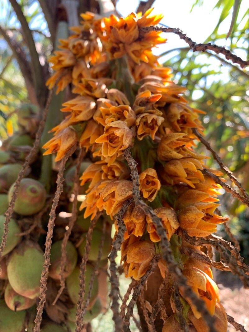 Syagrus deflexa — houseplant care guide