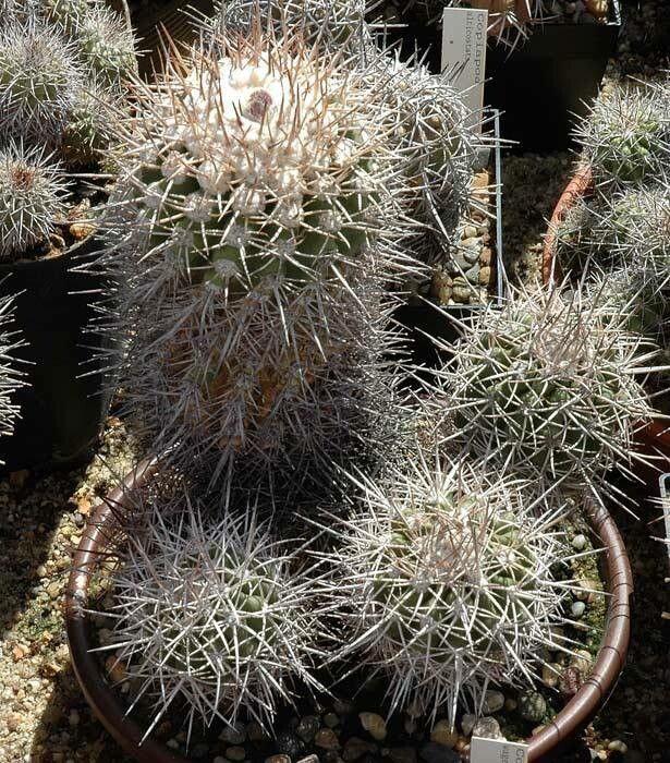 Copiapoa alticostata — related species from the same genus