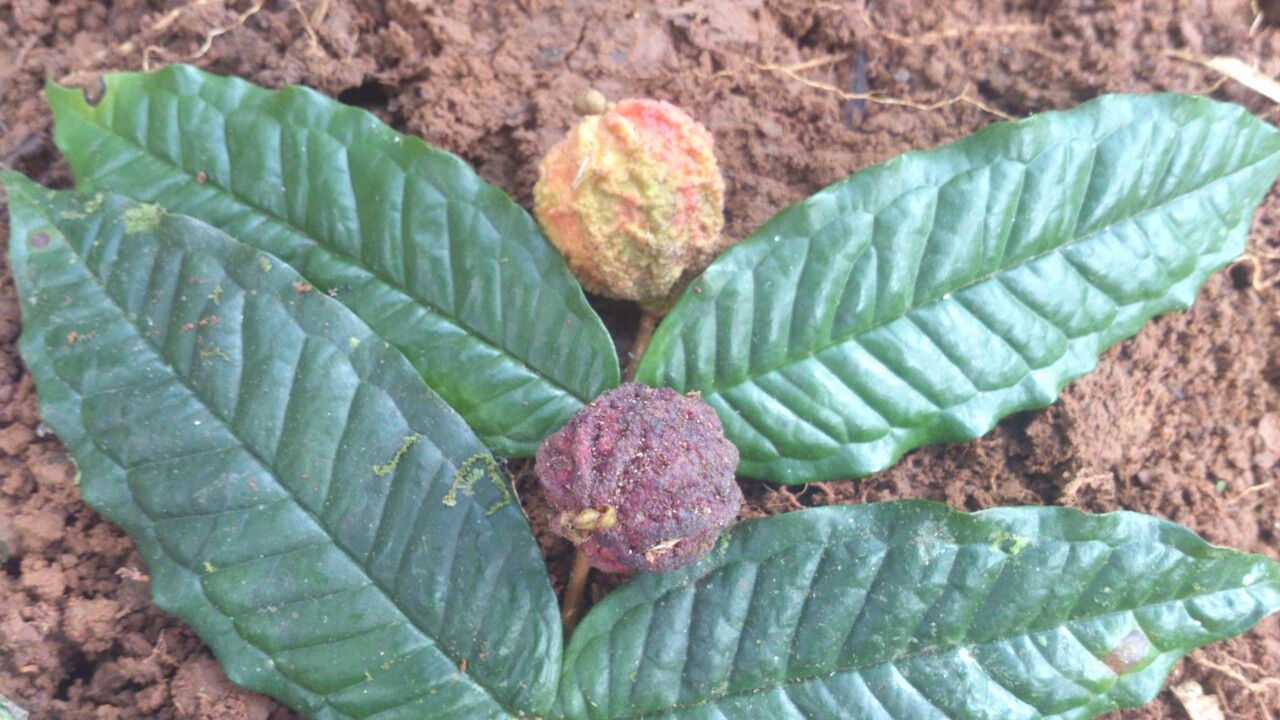 Eugenia earthiana fruit