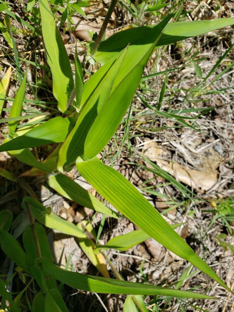 Dichanthelium clandestinum