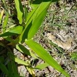 Dichanthelium clandestinum