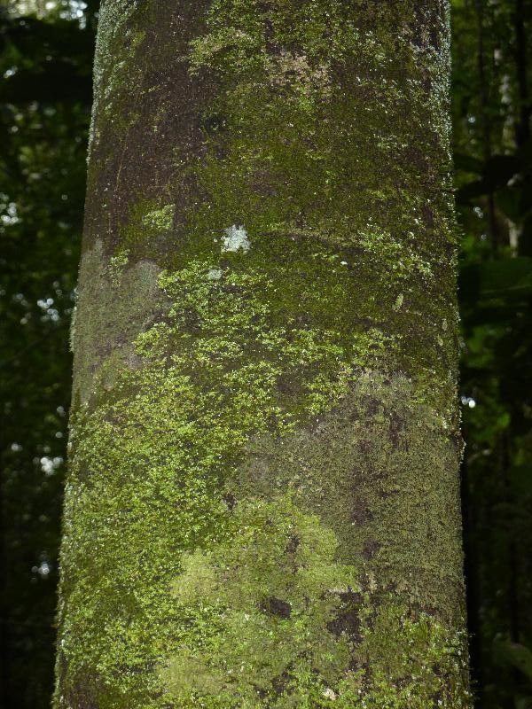 Diospyros dichroa bark