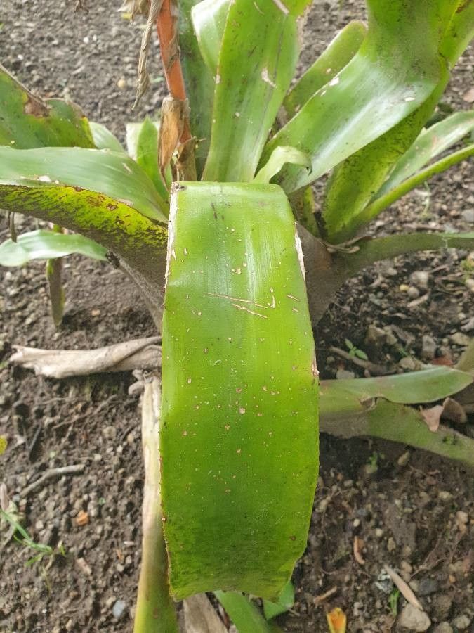 Aechmea fulgens leaf