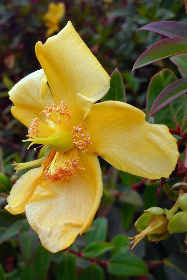 Hypericum × hidcoteense flower