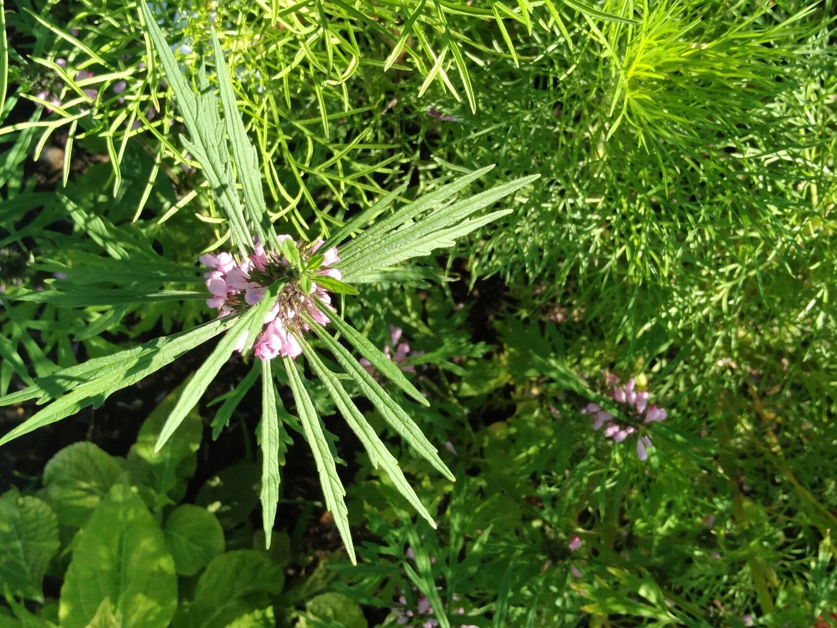 Leonurus macranthus — related species from the same genus