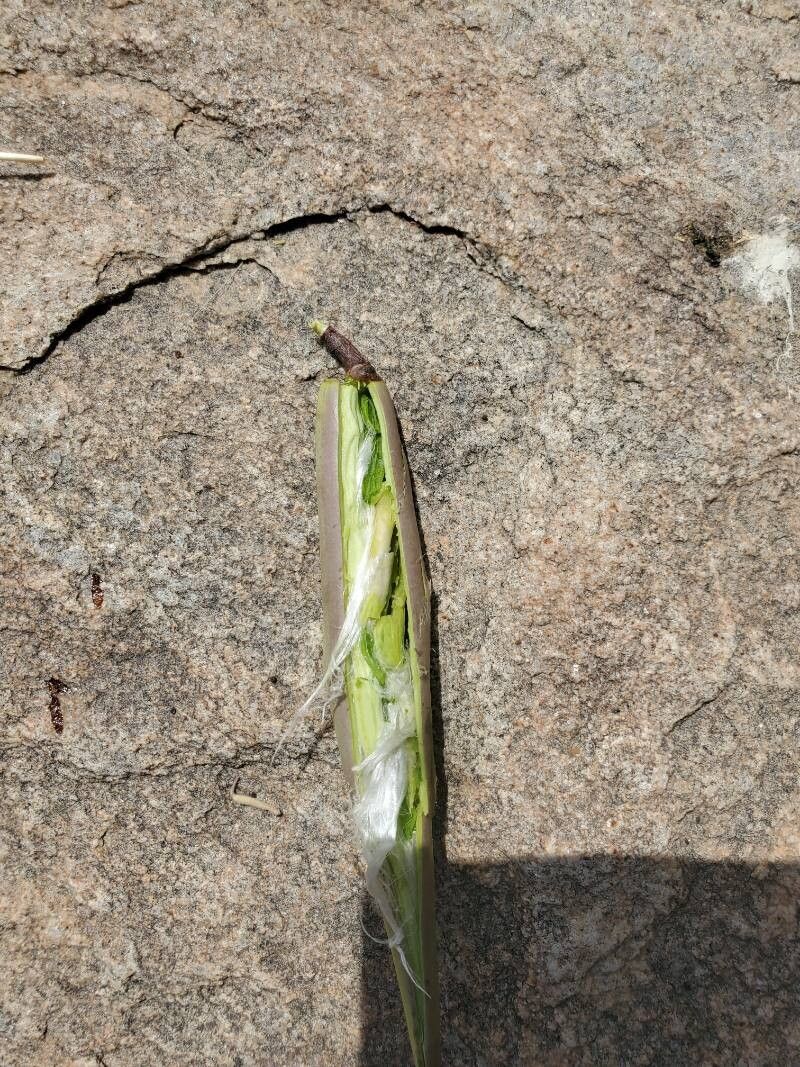 Cryptolepis oblongifolia — houseplant care guide