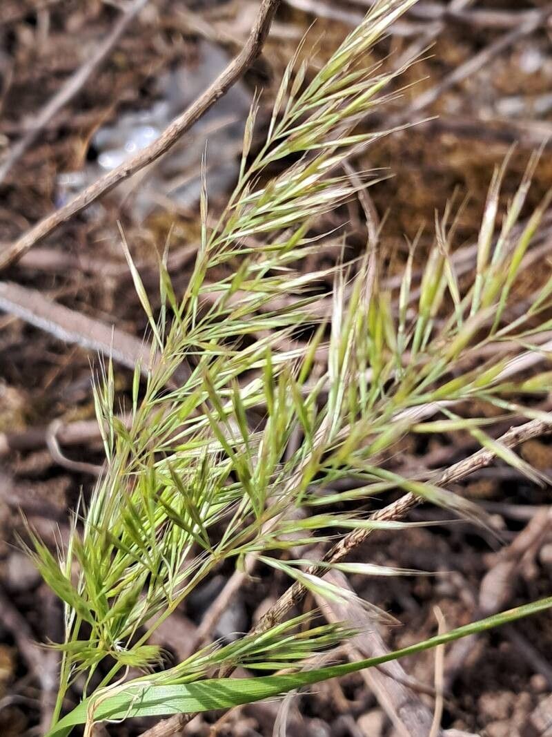 Festuca ligustica fruit