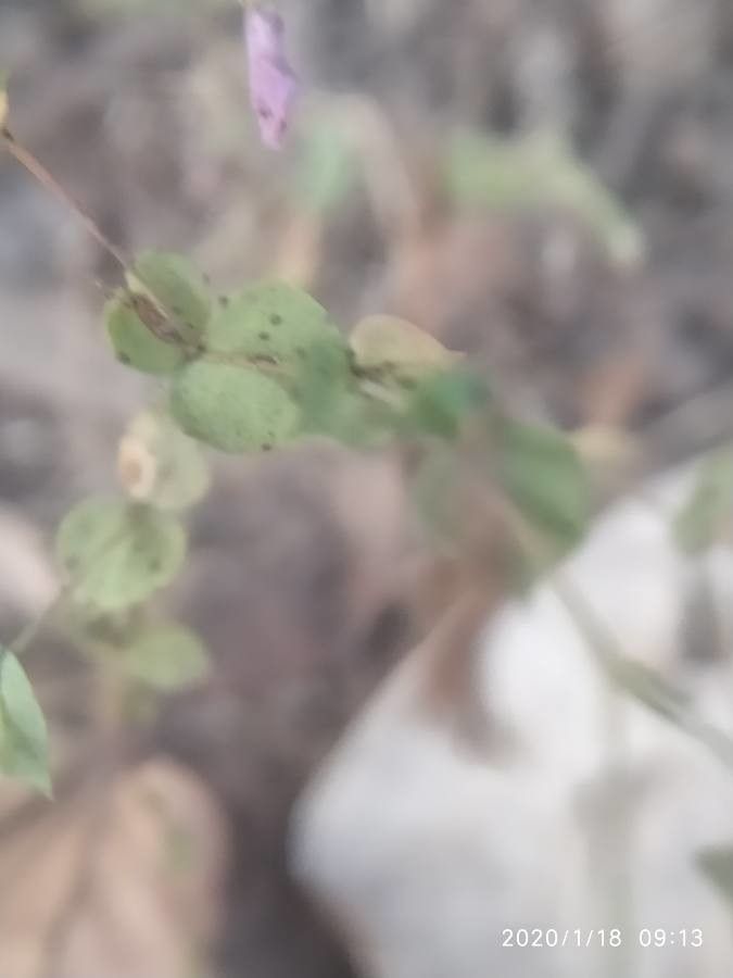 Murdannia nudiflora leaf