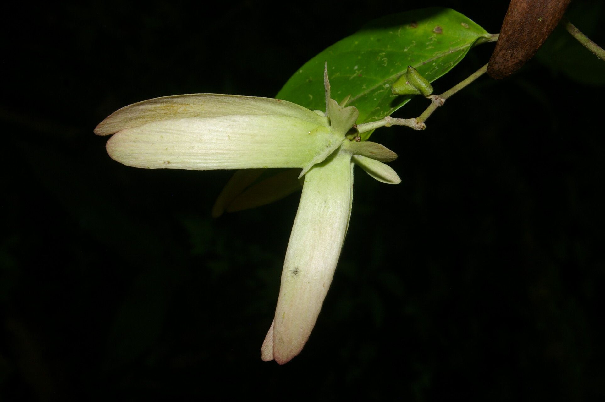 Tetrapterys tinifolia fruit