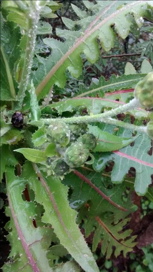 Crepis vesicaria — search result for 'Crepis'