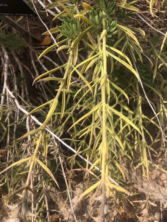 Sideritis serrata — search result for 'Sideritis'