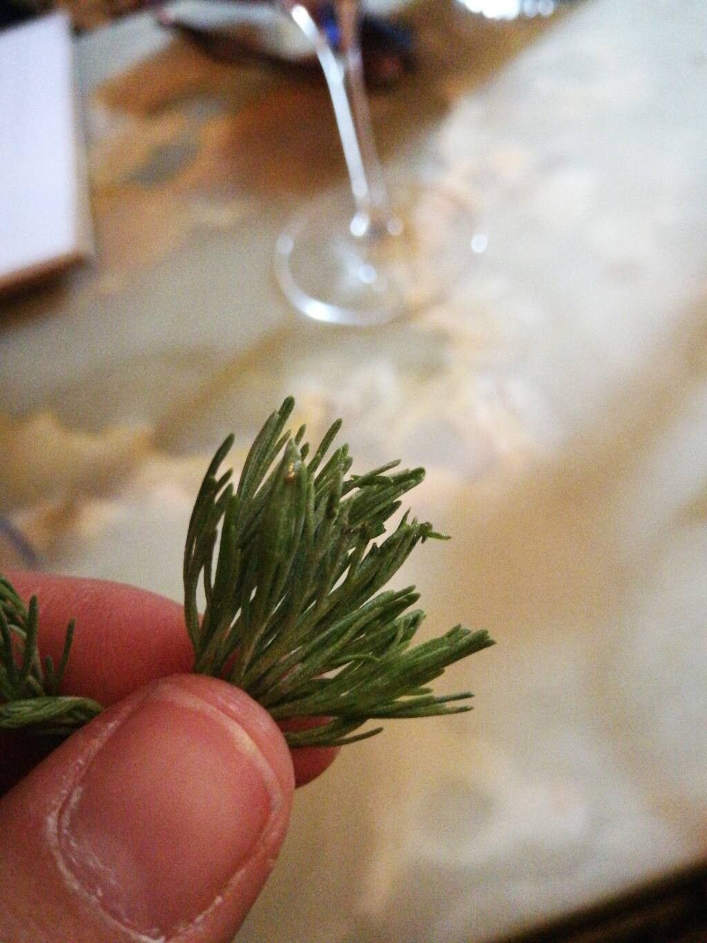 Santolina impressa flower