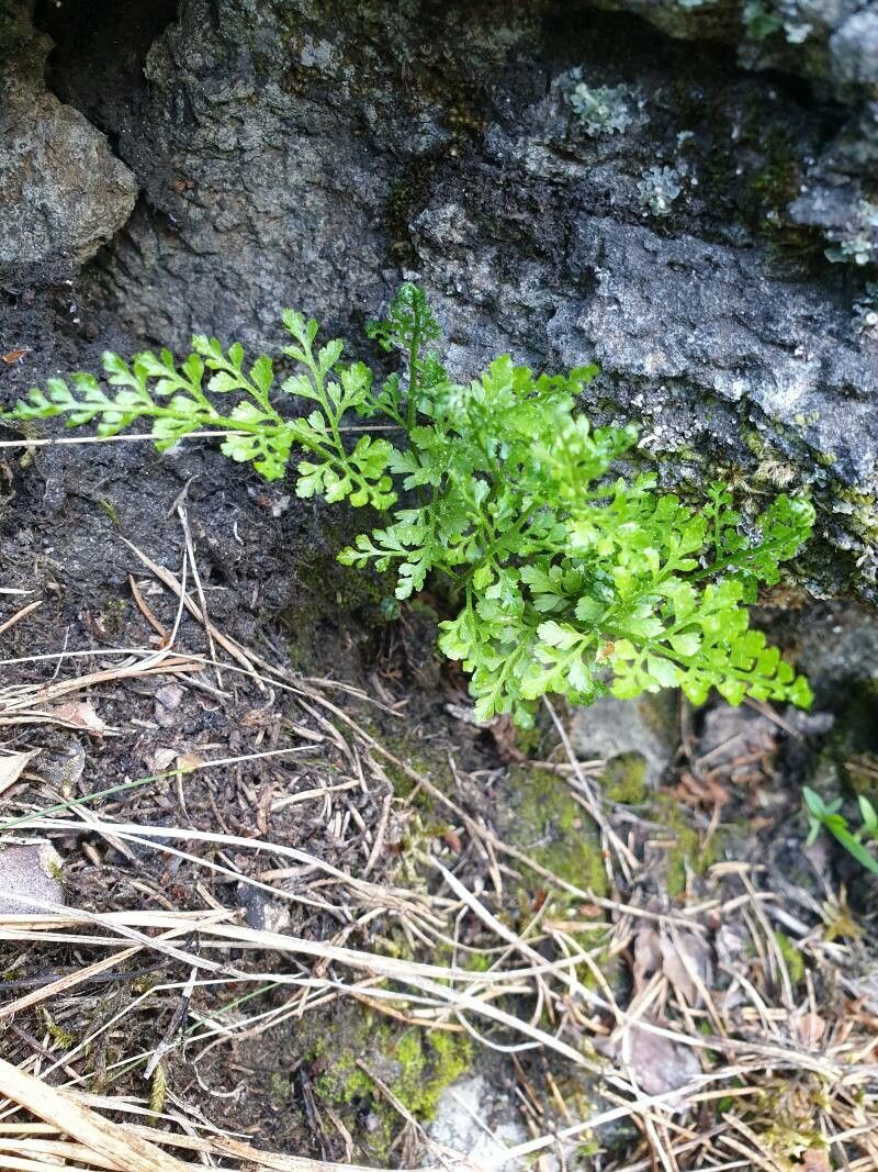 Asplenium cuneifolium — houseplant care guide