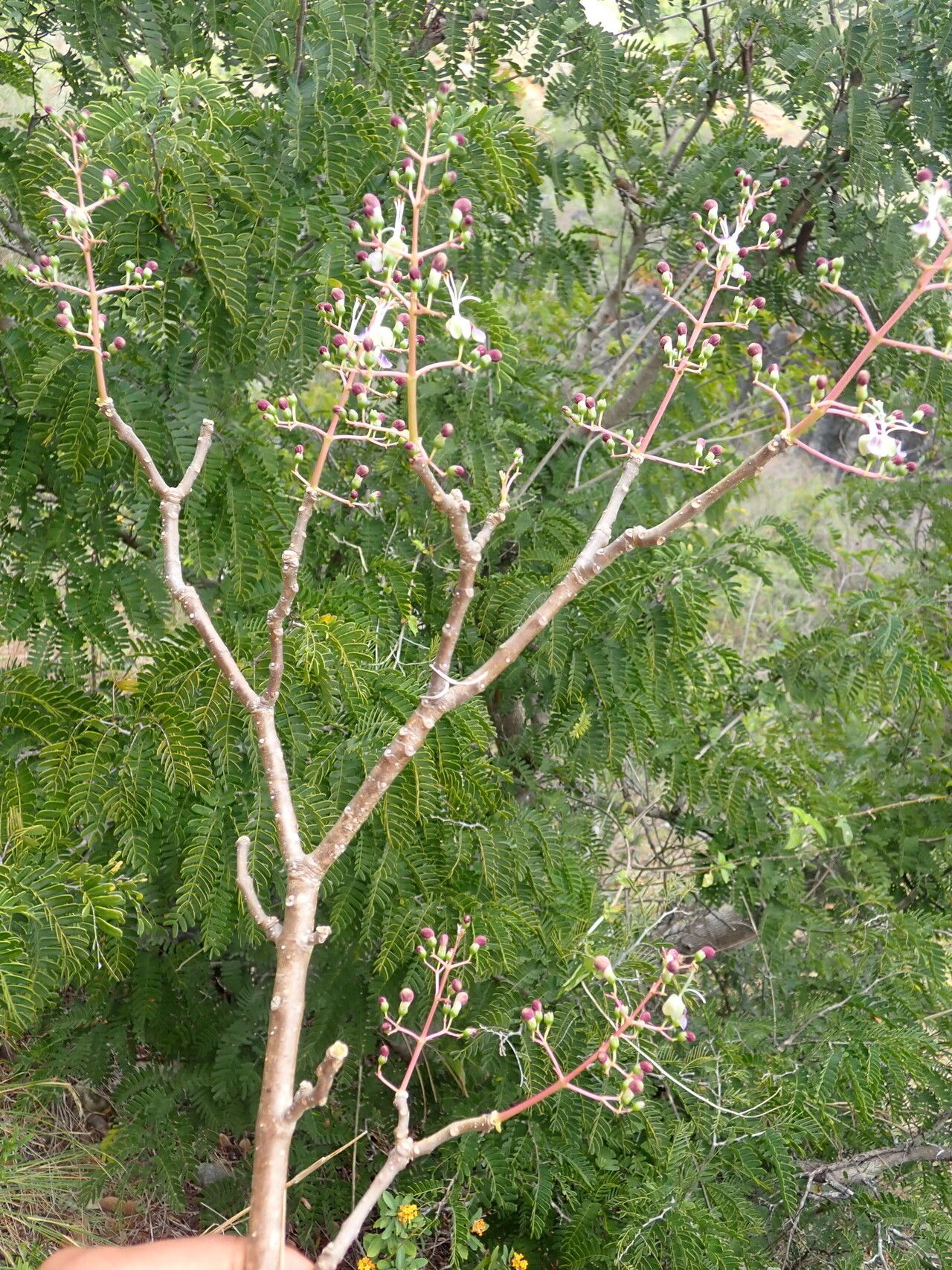 Rotheca nudiflora habit