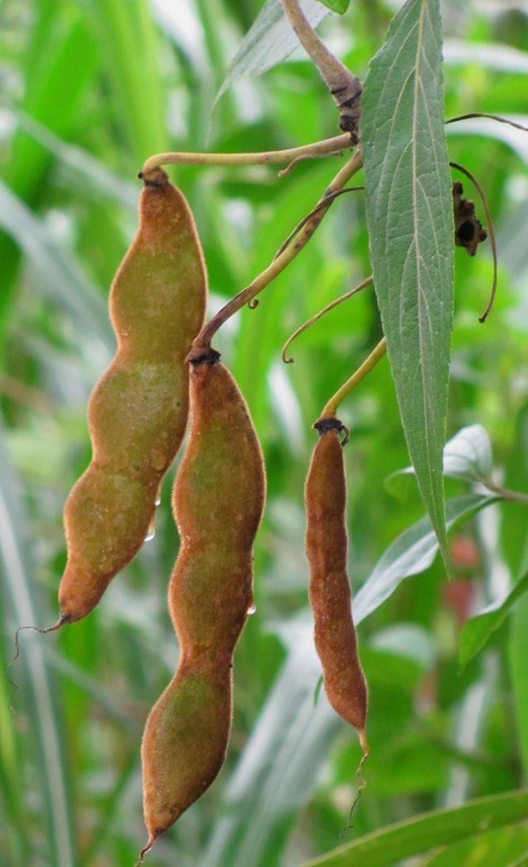 Mucuna globulifera fruit