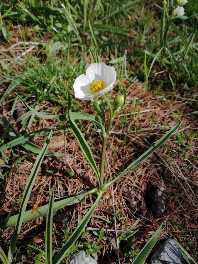 Ranunculus kuepferi flower