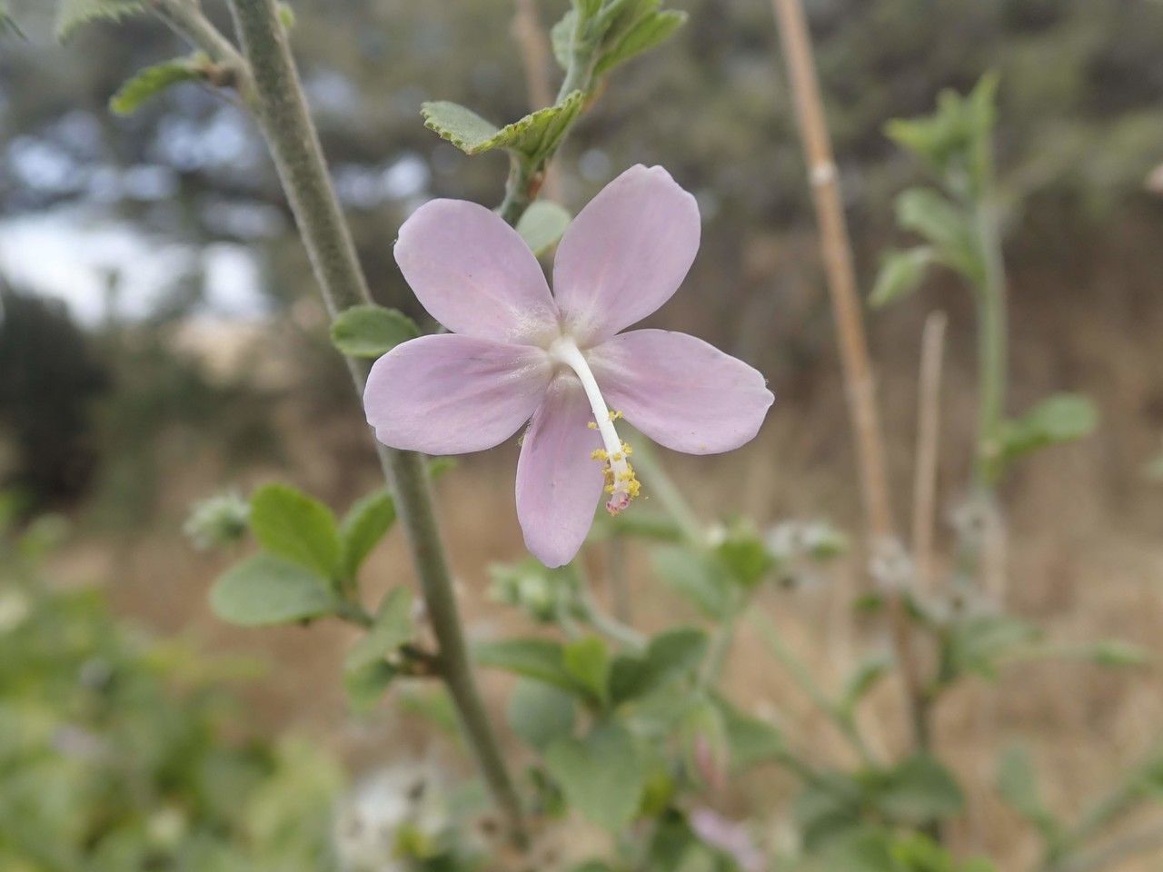 Hibiscus pycnostemon — search result for 'Hibiscus'