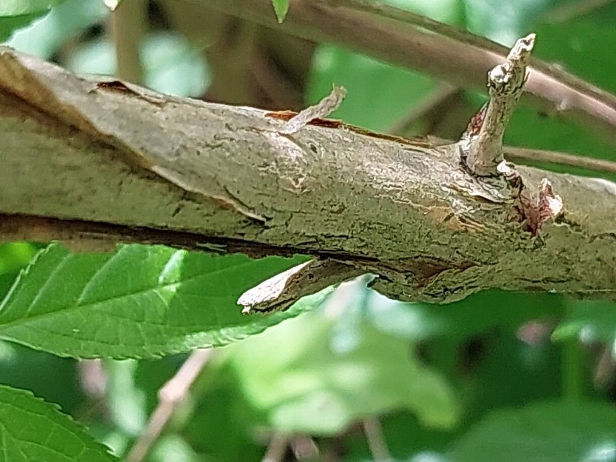 Deutzia monbeigii bark