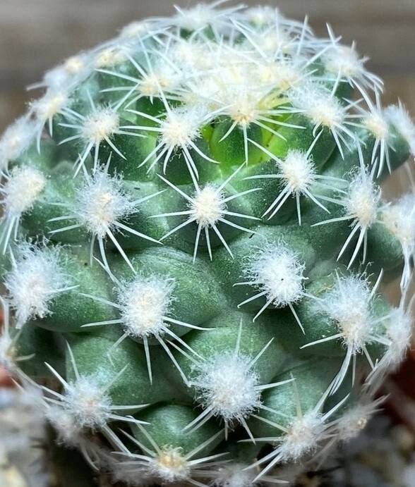 Pediocactus bradyi — houseplant care guide