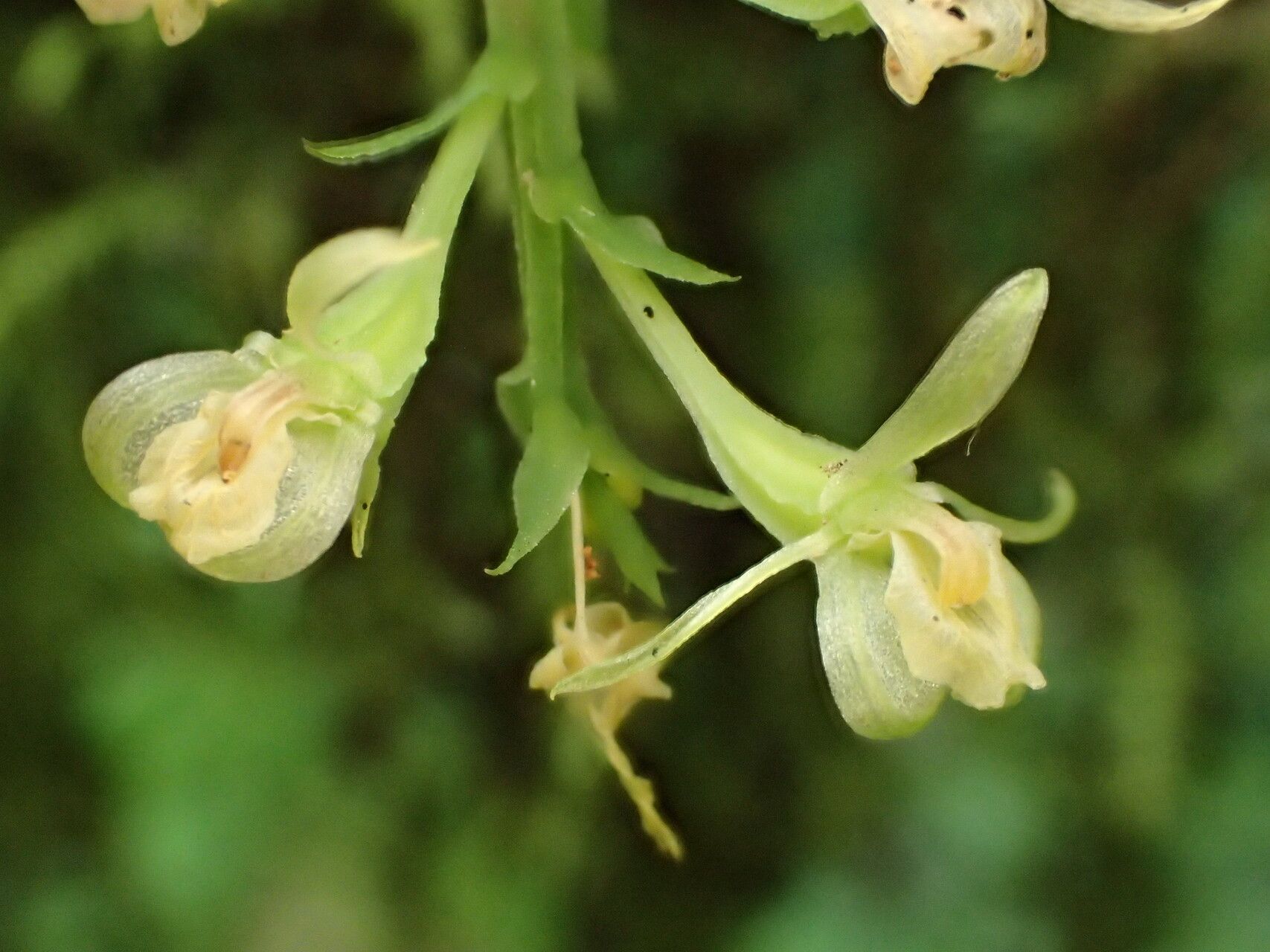 Liparis suborbicularis flower