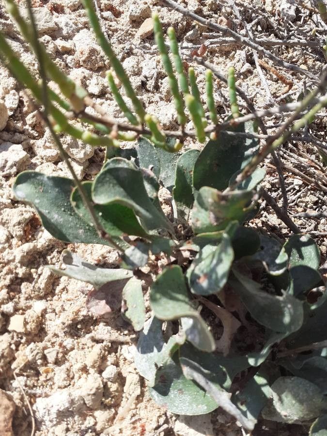 Limonium virgatum leaf