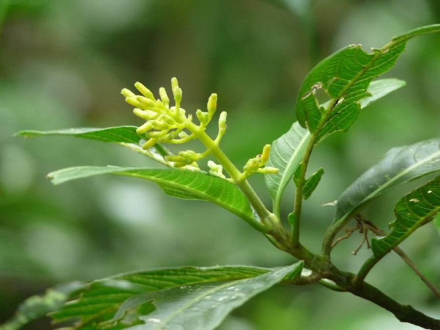 Palicourea vestita — houseplant care guide