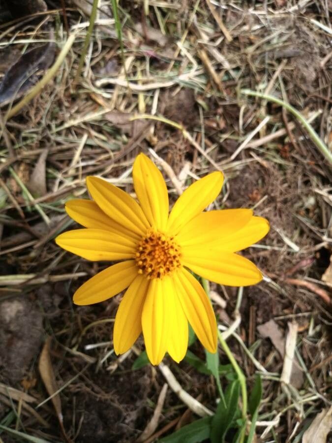 Aspilia montevidensis flower