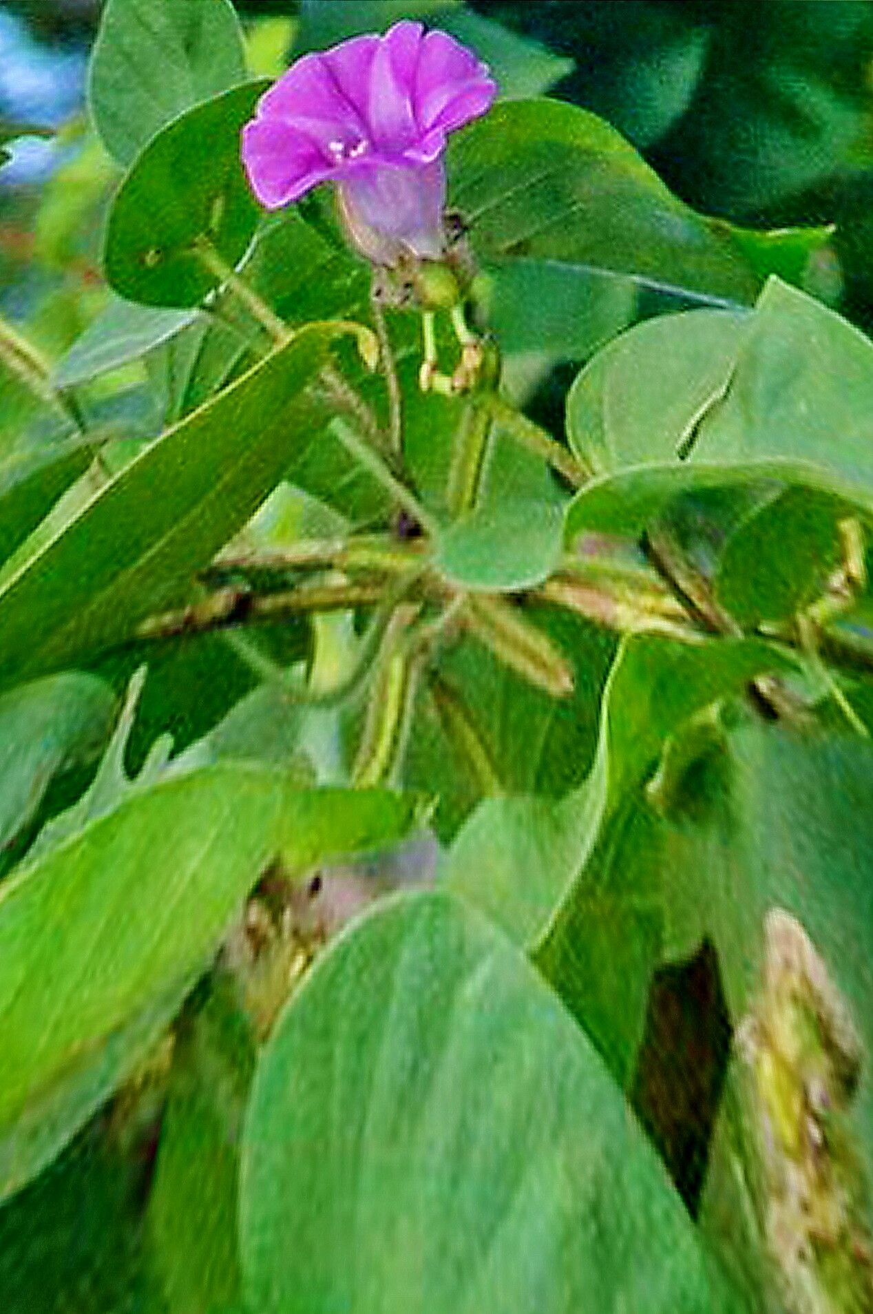 Argyreia capitiformis — related species from the same genus