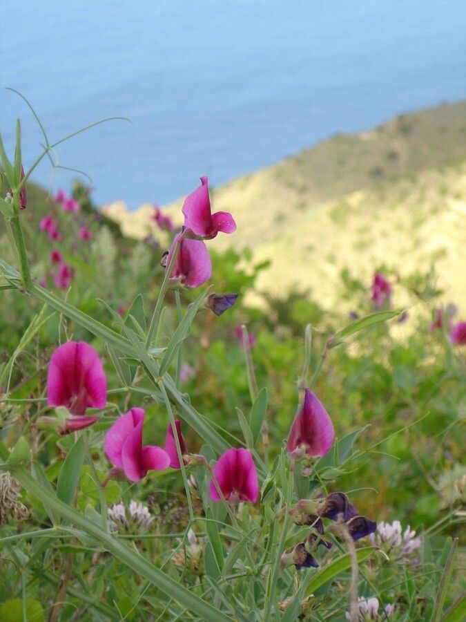 Lathyrus tingitanus flower