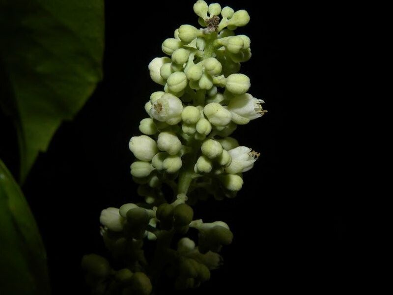 Serjania circumvallata fruit
