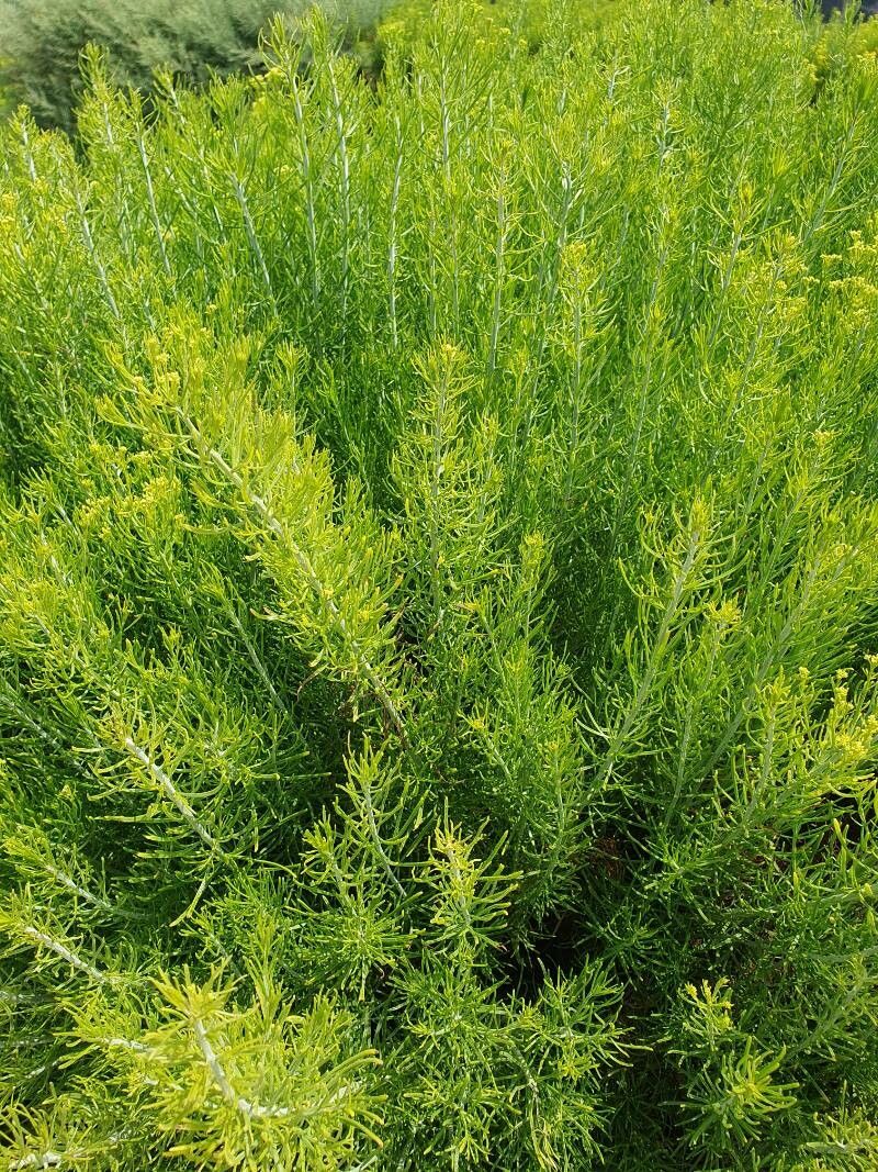 Schizogyne glaberrima leaf