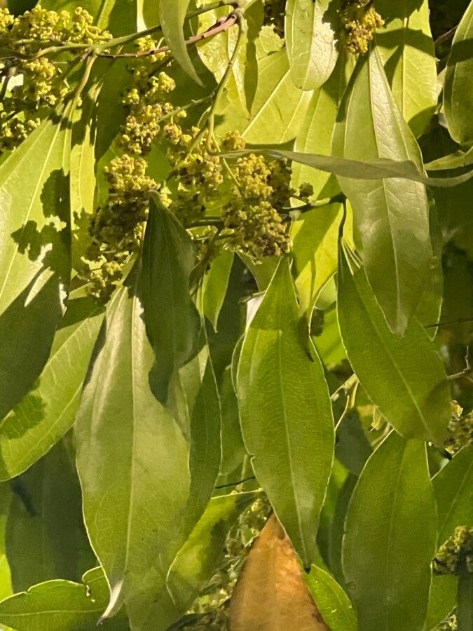 Cocculus laurifolius fruit