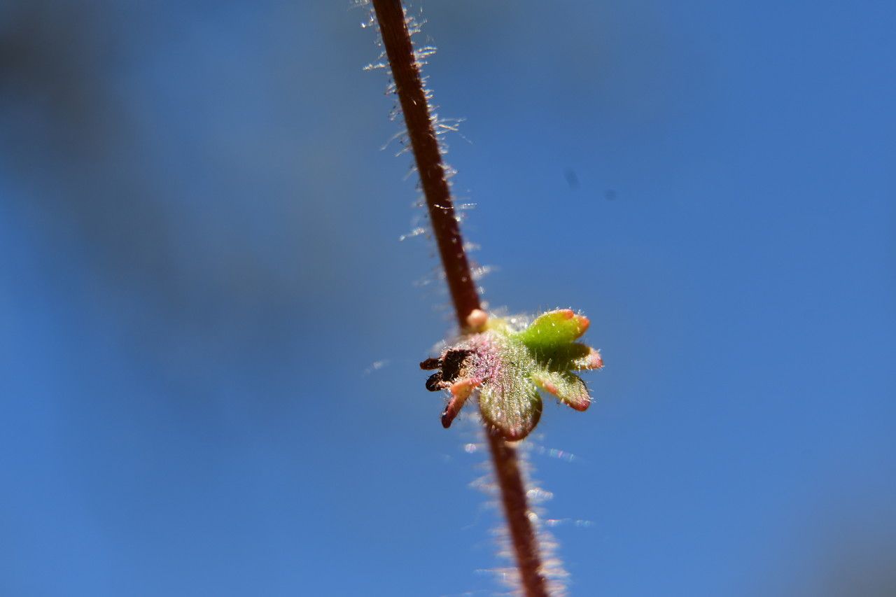 Saxifraga carpetana leaf