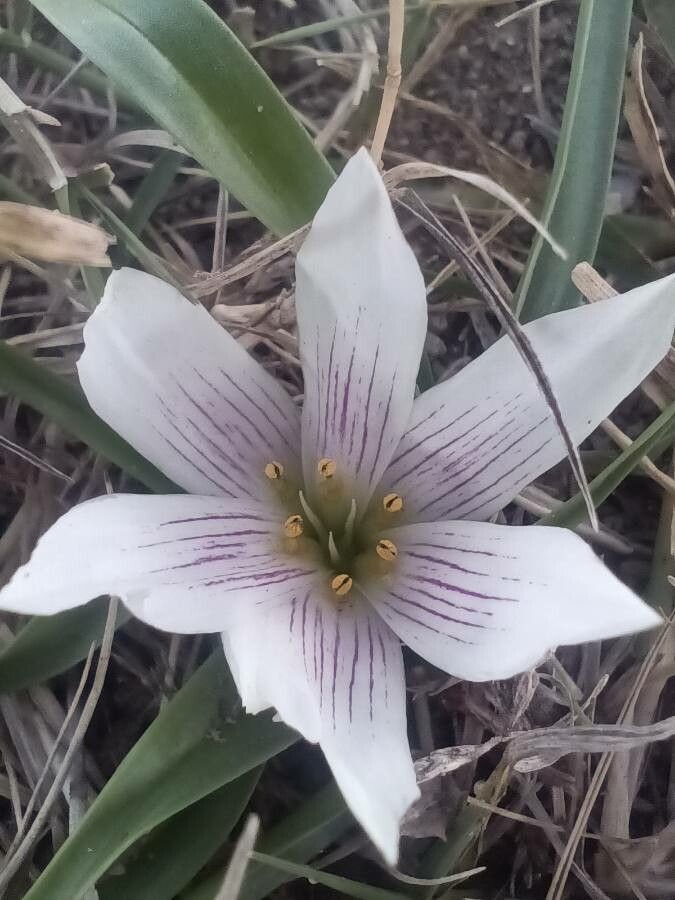Androcymbium europaeum flower