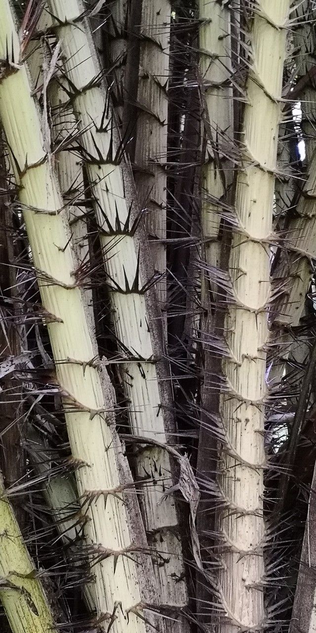 Salacca griffithii bark