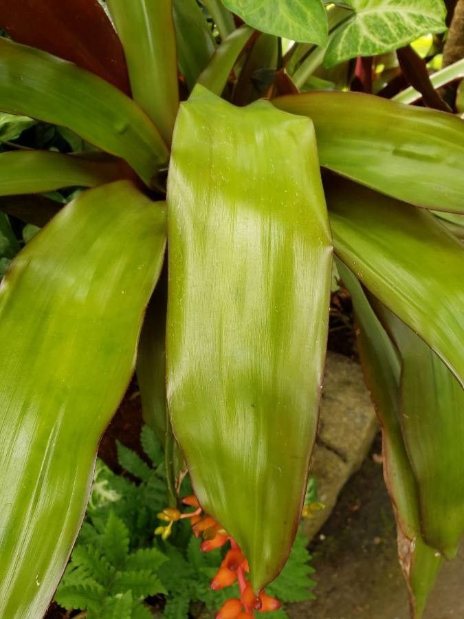Aechmea warasii — search result for 'Aechmea'