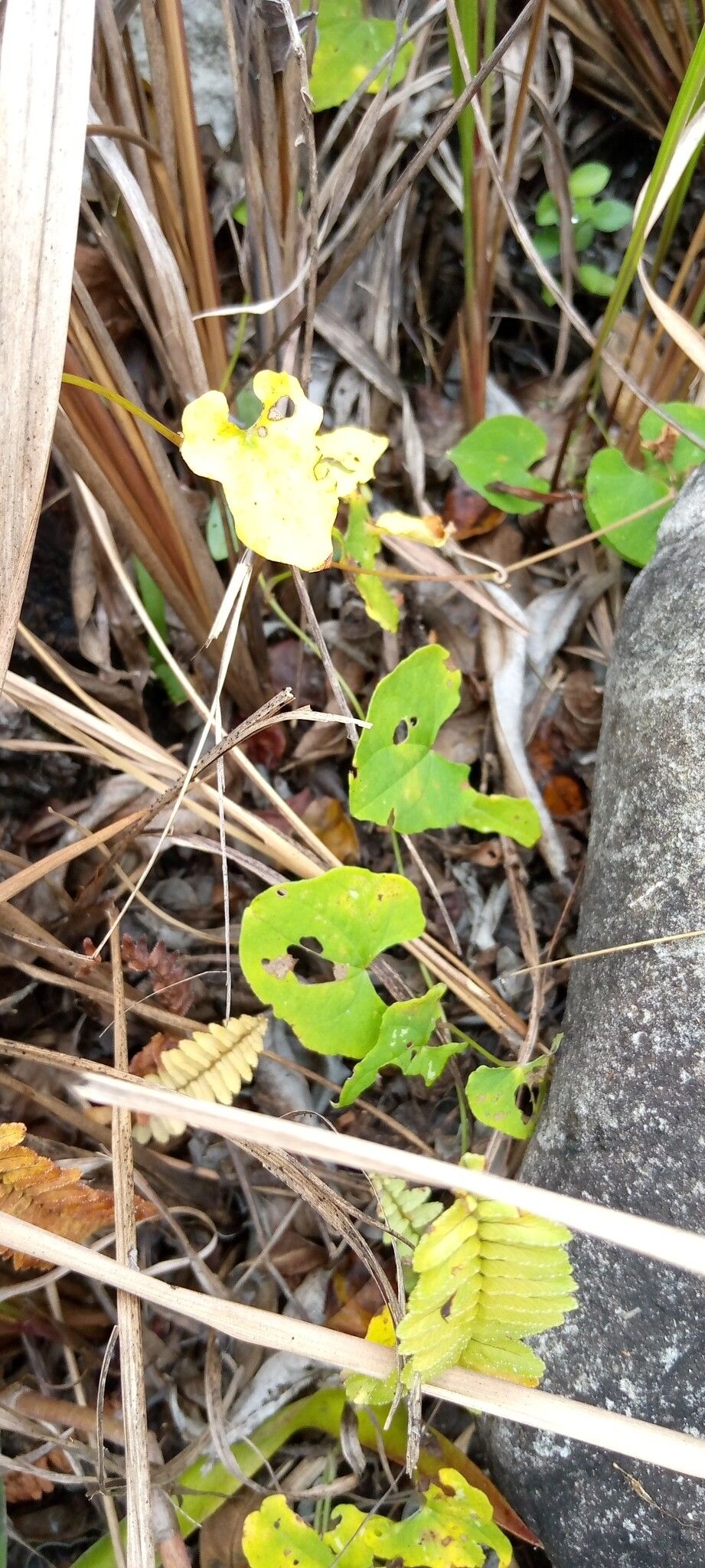 Dioscorea acuminata — related species from the same genus
