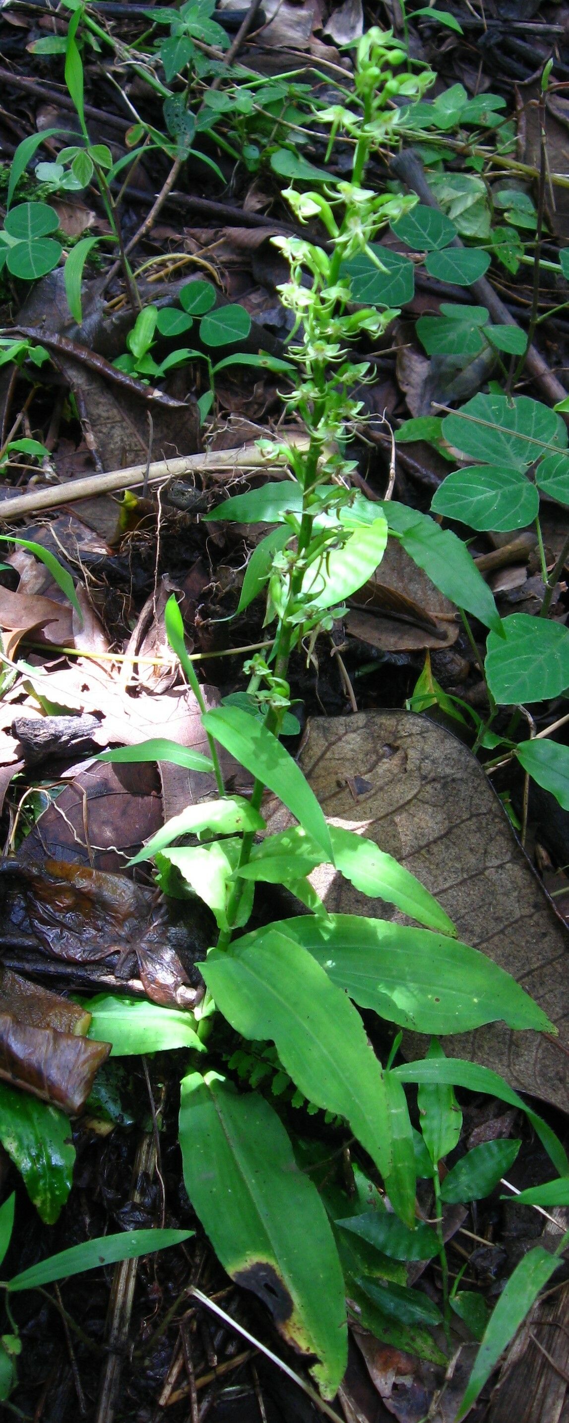Habenaria malacophylla habit
