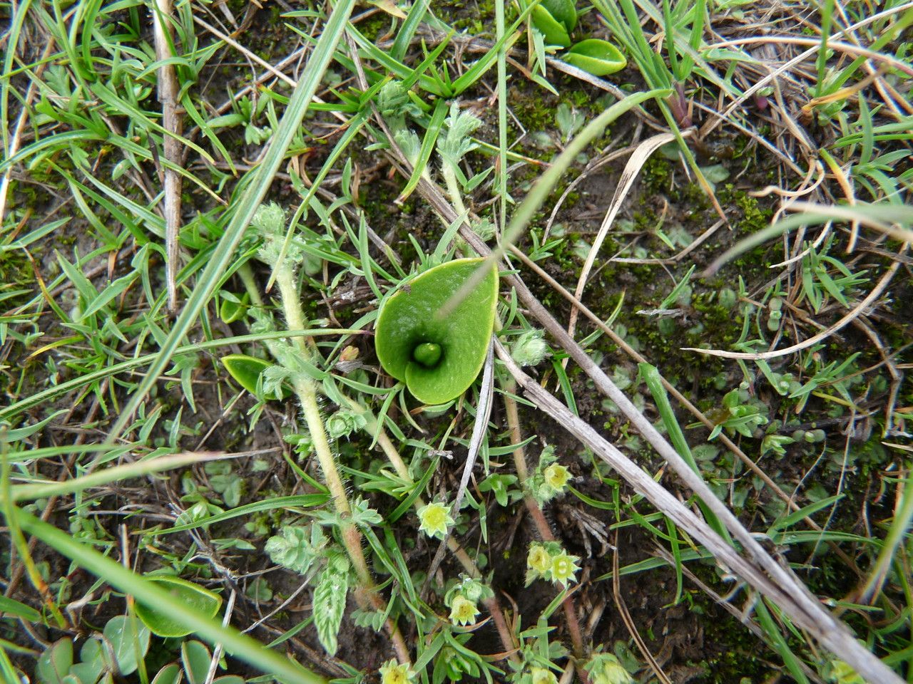 Ophioglossum crotalophoroides — related species from the same genus