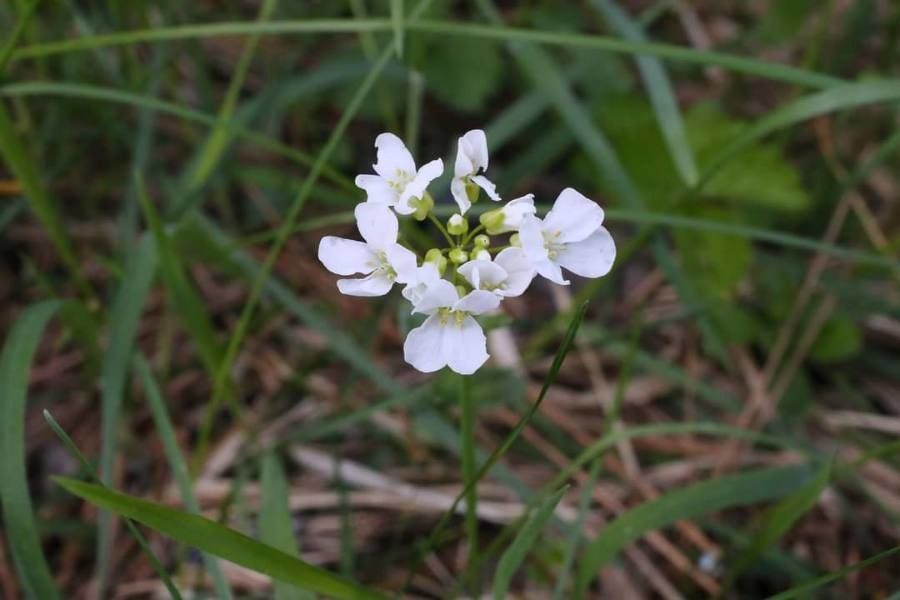 Arabis procurrens flower