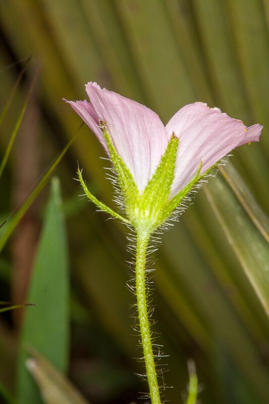 Malva cretica bark