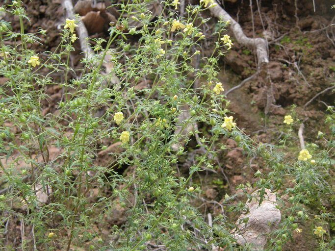 Seymeria bipinnatisecta habit