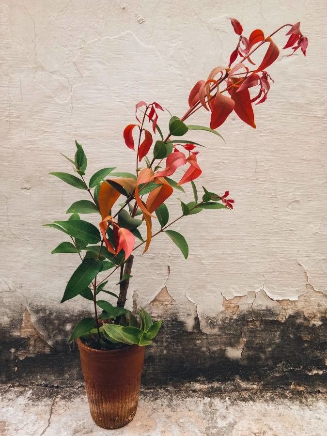 Syzygium abbreviatum — related species from the same genus