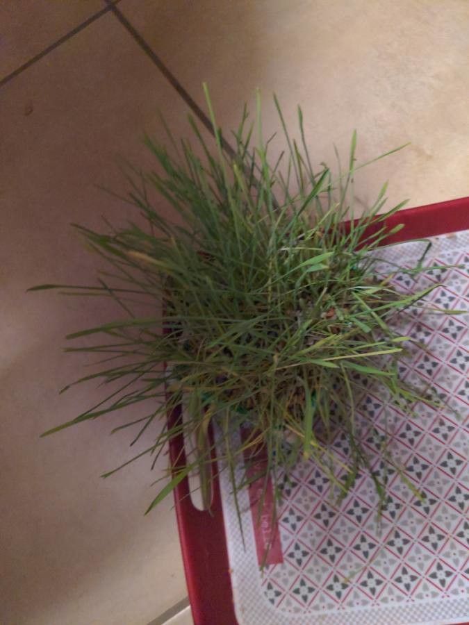 Koeleria glauca leaf