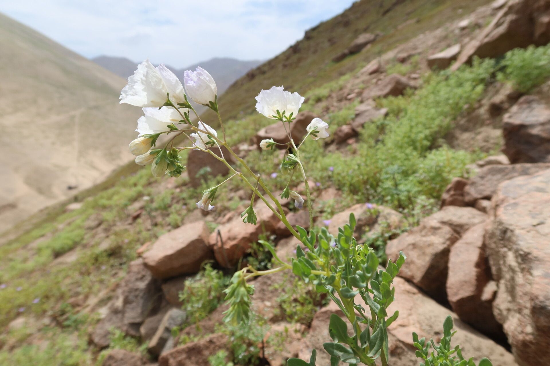 Solanum edmondstonii — houseplant care guide
