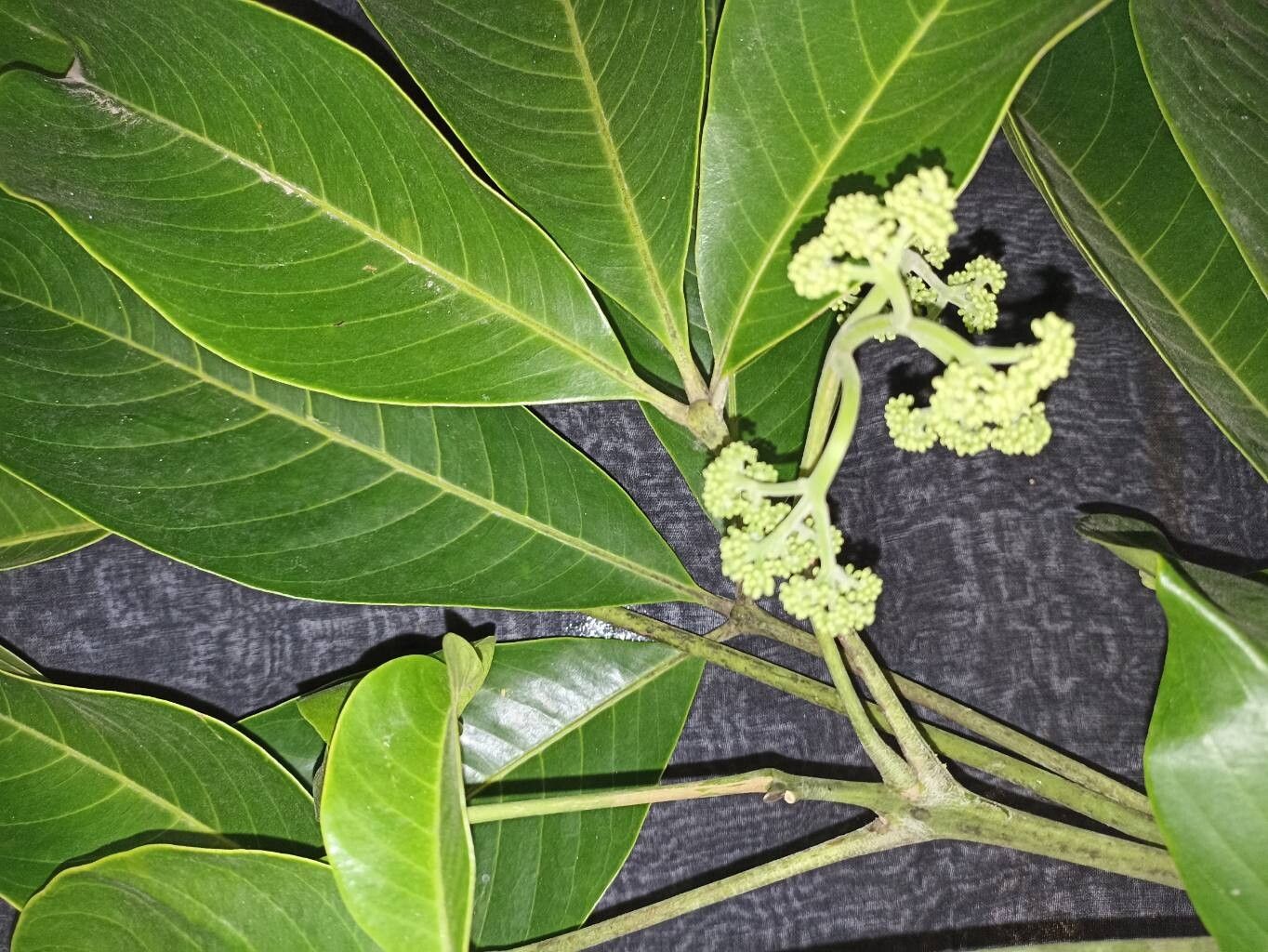 Melicope accedens flower