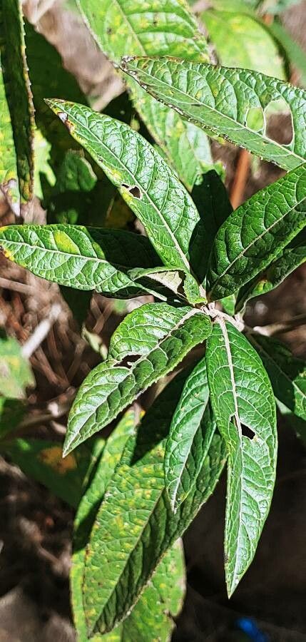 Vernonia polyantha — search result for 'Vernonia'