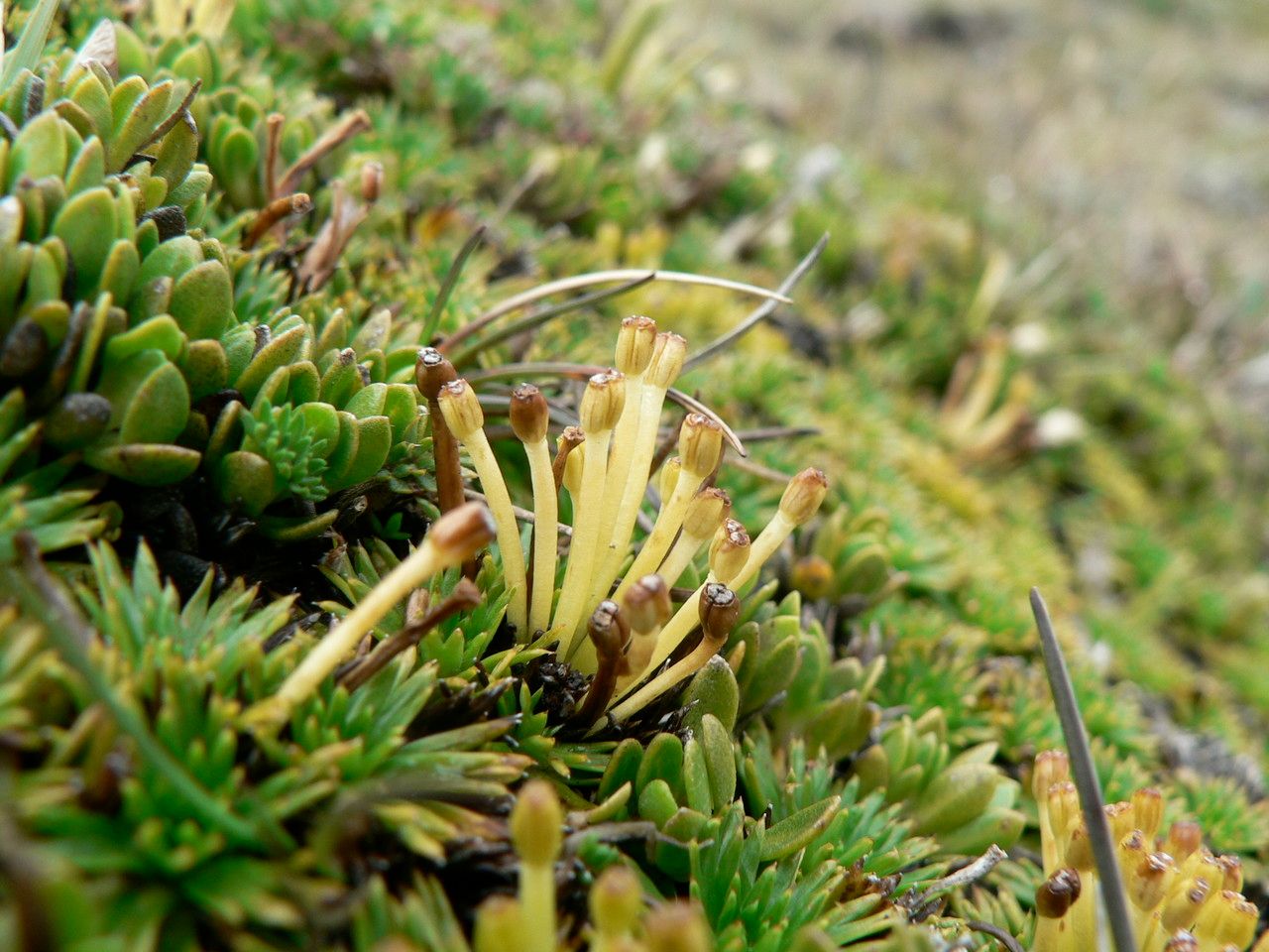 Azorella pedunculata fruit